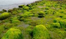 استخراج الطاقة الخضراء من الطحالب
