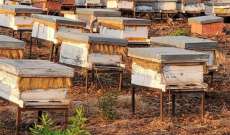 تربية النحل جنوباً تعتبر من روافد الإقتصاد الريفي مع معاناة من مشاكل وأمراض