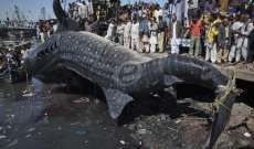ظهور سمكة قرش منقرضة النوع على شواطئ باكستان 