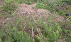 مجهولون قطعوا عددا من أشجار الصنوبر البري في غابة برقايل والأهالي طالبوا الجهات المعنية بملاحقة المرتكبين