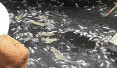 مديرة البيئة بنقابة الغواصين: نفوق آلاف الأسماك في ميناء صيدا