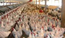 النقابة اللبنانية للدواجن: نرفض عدم احتساب الرسوم على صدر الدجاج المستورد على أساس دولار جمركي يعتمد منصة صيرفة