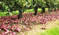 مهرجان للتفاح في بسكنتا: فاكهة خالية من أي مواد ضارة