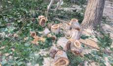 بلدية صير الغربية تستنكر مجزرة قطع الأشجار على ضفاف الليطاني