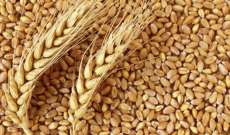 القمح ينتصر على النووي في الحرب العالميّة الثالثة والعقوبات لقمةٌ في أفواهِ الجائعين