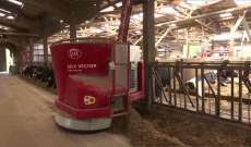 مزرعة أبقار في فرنسا تديرها روبوتات 