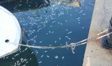 المدعي العام البيئي جنوباً كلف بفتح تحقيق بأسباب نفوق أسماك في حوض ميناء صيدا