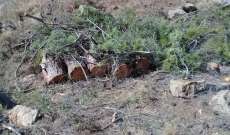 الحركة البيئية حذرت من مجزرة في دير قطين- حيداب في قضاء جزين بسبب قطع عشرات أشجار الصنوبر