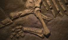 الجمارك الروسية تصادر عظام ديناصور