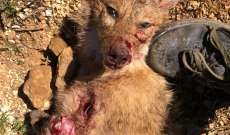 النشرة: مواطن قتل حيوان "جريداية" شرس بعد مهاجمته المنازل بحاصبيا  