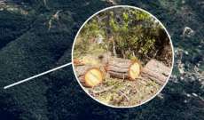 جمعية الأرض: قطع مئات من الأشجار المعمرة من جذورها في منطقة الكنيسة - المتن الأعلى