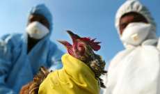 إعدام أكثر من 13 مليوناً من الدواجن في فرنسا بسبب انفلونزا الطيور