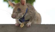 فأر إفريقي ينال ميدالية ذهبية لمساعدته في الكشف عن الألغام الأرضية