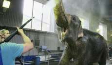 فيل يهاجم موظفا في سيرك مدينة قازان الروسية للمرة الثانية في أسبوع