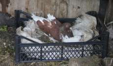حمامة تتولى رعاية 5 أرانب بعد موت أمّهم