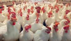 نقابة الدواجن: أوقفوا استيراد الدجاج المجلد من الخارج وسددوا مستحقاتنا