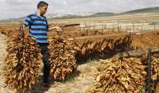 رئيس نقابة مزارعي التبغ: شراء المحصول يبدأ في 25 الحالي والدفع بالدولار