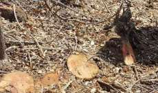 قطع عدد من أشجار الصنوبر المعمر في بلدة كفريا
