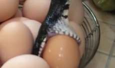 عائلة أميركية تُفاجأ بثعبان يحاول ابتلاع بيضة في المطبخ