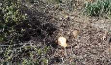  قطع ما يزيد عن 50 شجرة صنوبر في محلة الزواريب في خراج عكار 