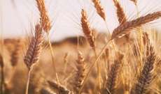 وزير الزراعة تابع موضوع شراء محصول القمح: هذا العام يتميز بوجود كميات وافرة من القمح الطري