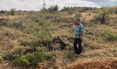 رئيس بلدية اليمونة: تعدي على الأحراج  وقطع الاشجار لاستعمالها للحطب 