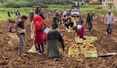 رئيس الجمعية التعاونية لمزارعي البطاطا في عكار:  نحذر من كارثة زراعية كبيرة ستواجه موسم البطاطا