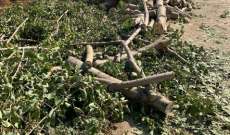 قوى الأمن: توقيف 4 أشخاص قطعوا أشجارا معمرة بسهل بلدة قب الياس