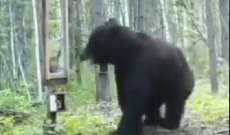 فيديو لدب عملاق تفاجأ بصورته في المرآة