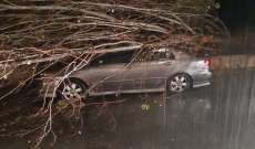 النشرة: سقوط شجرة كبيرة في النبطية جراء العواصف الهوائية وتطاير الخيم المنزلية