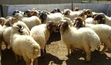 النشرة: مجهولون اقتحموا أمس مزرعة في بلدة عيتنيت وسرقوا نحو 40 رأس ماشية وكل العدة الزراعية