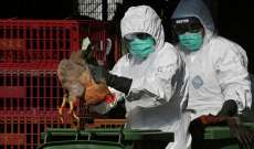 سلطات الصحة في هولندا تعدم نحو 44 ألفا من طيور الديك الرومي بسبب إنفلونزا الطيور