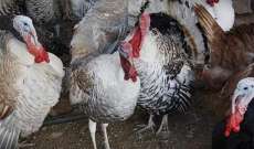 إعدام 10 آلاف ديك رومي في مزرعة ألمانية بسبب إنفلونزا الطيور