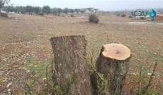 رئيس بلدية فنيدق: اناشد المسؤولين ردع عصابة تقطع الاشجار المعمرة وتبيعها بأبخس الاسعار