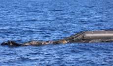خفر سواحل جيبوتي: مقتل 50 مهاجرا يمنيا بتحطم قارب قبالة شاطئنا