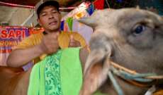 صالون لتدليك البقر في إندونيسيا قبل تقديمها أضحية في العيد