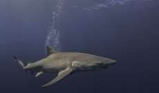 4 أشخاص تعرضوا لهجوم أسماك القرش كانوا يمارسون السباحة قبالة شواطئ تكساس