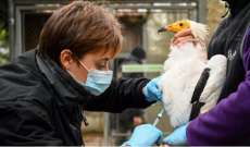 الزراعة الفرنسية: فيروس أنفلونزا الطيور بالبلاد تحت السيطرة ولا ينتقل للإنسان