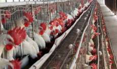 وزارة الزراعة الفرنسية: ذبح 10 ملايين رأس من الدواجن بسبب إنفلونزا الطيور
