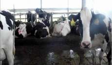 مزارع اميركية تحول براز البقر الى مصدر طاقة