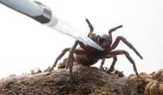 أخطر عنكبوت على الارض قد يحد سمّه من أضرار السكتة الدماغية