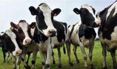 الأزمة الدبلوماسية بين تركيا وهولندا تطال الأبقار الهولندية 