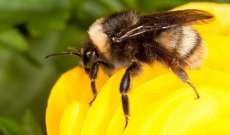 علماء يستعينون بأدمغة النحل لتحقيق طفرة في الذكاء الاصطناعي