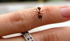قرصة النملة تساهم بحرق 99% من الدهون