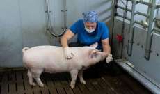 علماء ألمان يعتزمون استنساخ خنازير معدلة وراثيًا لتجارب زرع قلب خنزير في إنسان بحلول عام 2025