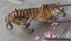 النمور تجوع حتى الموت في الصين لصنع مشروب من عظامها