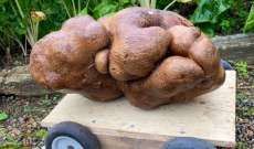 موسوعة غينيس: البطاطس النيوزيلندية العملاقة 