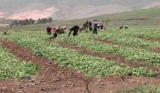 وزير الزراعة يمنع استيراد البصل من الخارج لدعم الانتاج المحلي
