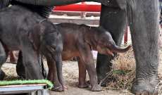 ولادة نادرة لفيلَين توأمَين في تايلاند