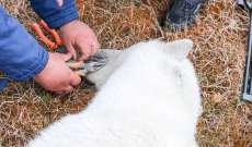 إنقاذ أنثى دب قطبي عجزت عن إخراج لسانها من علبة حليب معدنية